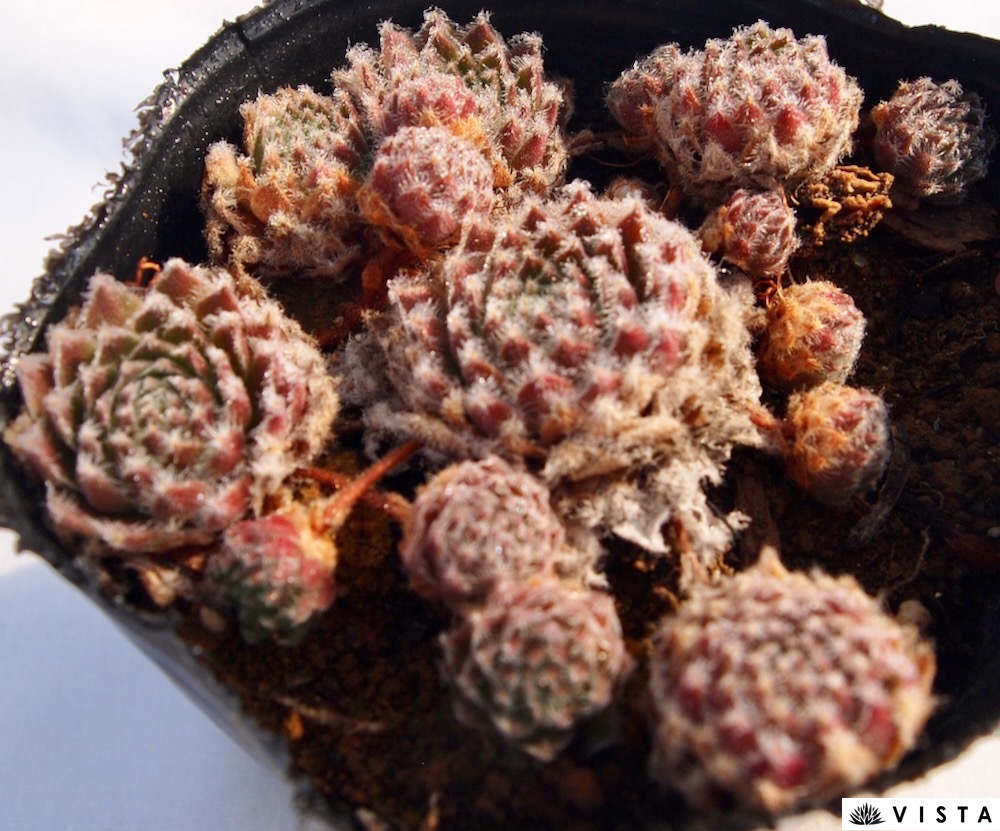 楽天市場】SPF MM7 センペルビウム属 多肉植物 9cmポット観葉植物 雑貨 
