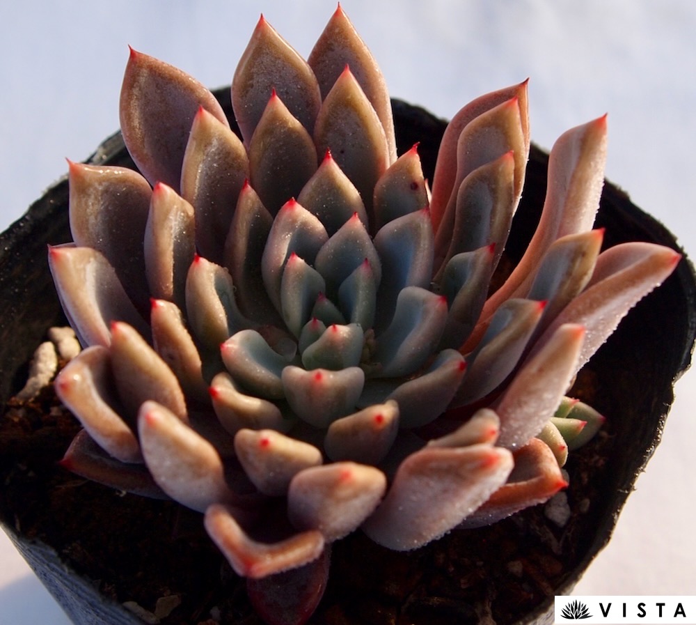 楽天市場】モーサン エケベリア属 多肉植物 9cmポット観葉植物 雑貨