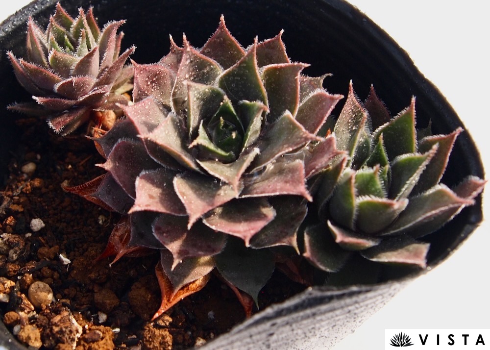 センペルビウム　シルベリウム 楽天市場】シルベリウム センペルビウム属 多肉植物 9cmポット観葉植物