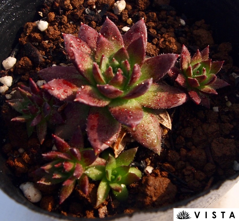 ジョビバルバ　ヒルタ　⑤ ジョビバルバ ヒルタ ⑤ nijihanaplants_jovi-05