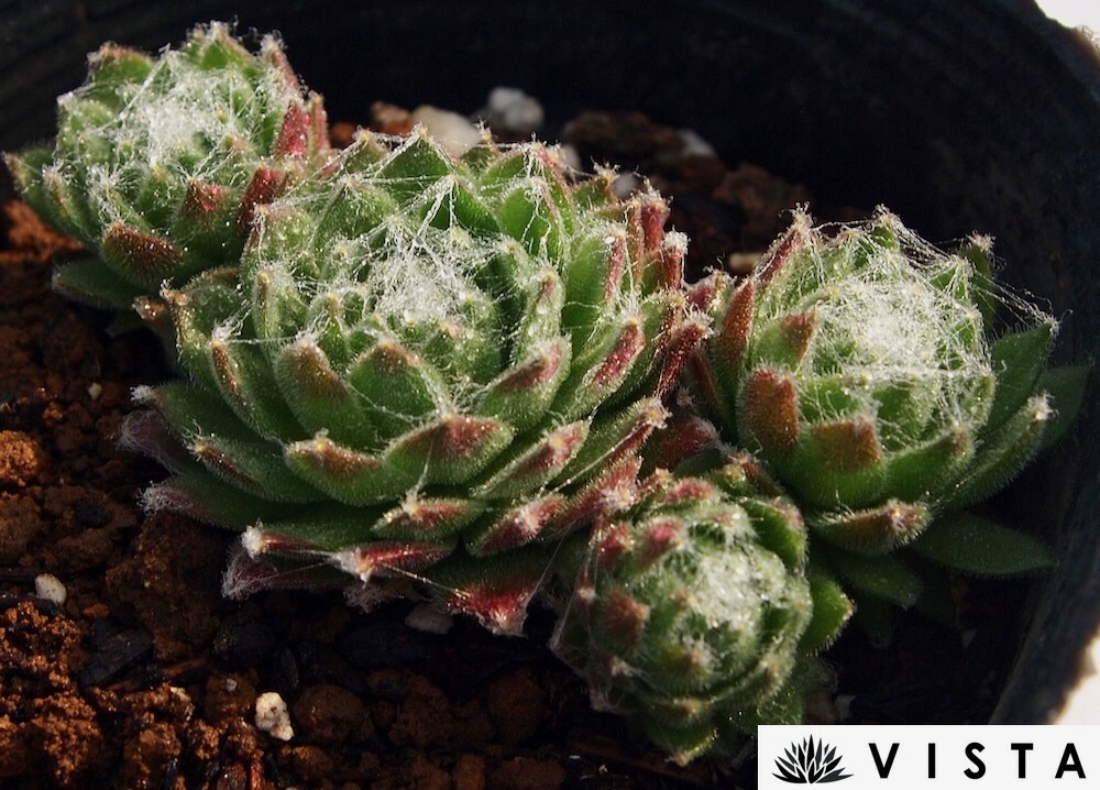 楽天市場】ブルームーン センペルビウム属 多肉植物 9cmポット