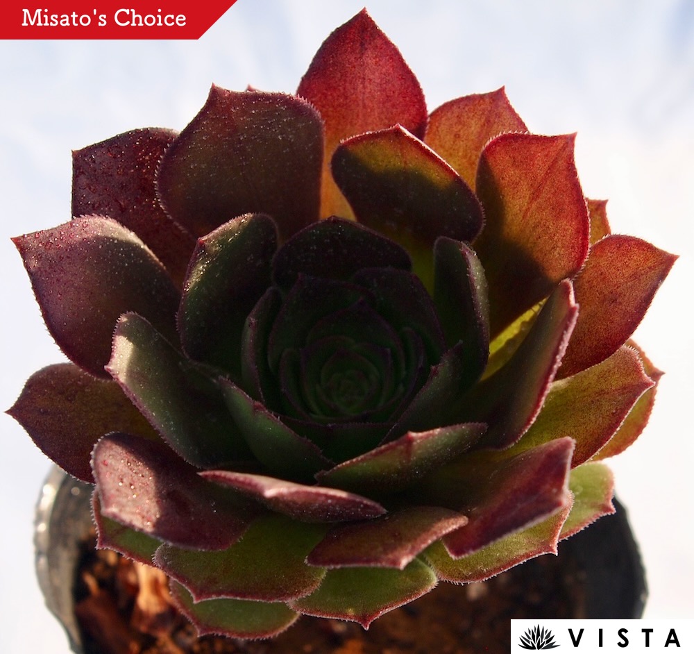 33#多肉植物アエオニウム錦❤️夕映え キウイ❤️11大頭15子芽22cm拔き