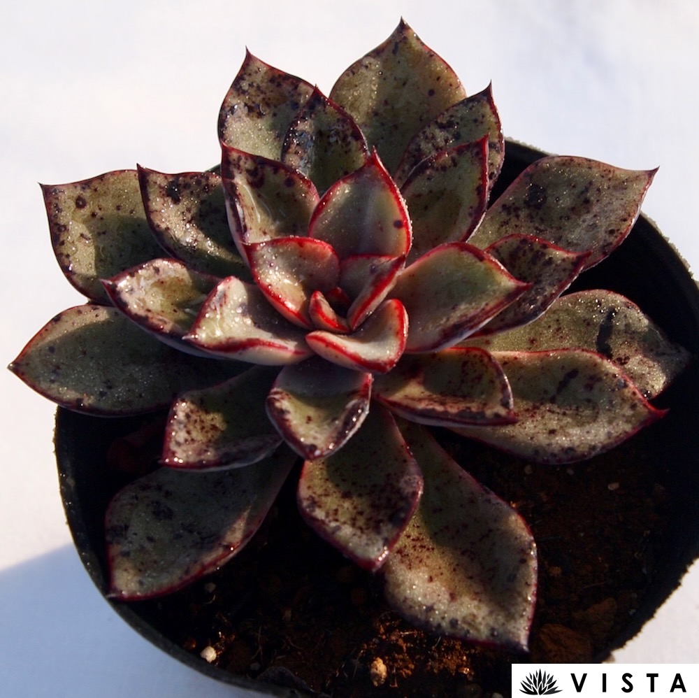 楽天市場】レボリューション エケベリア属 多肉植物 9cmポット