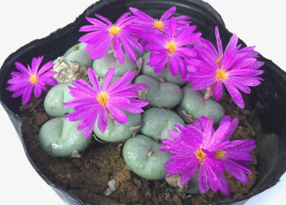 バラ典 バラ典 Conophytum コノフィツム 多肉植物 コノフィツム