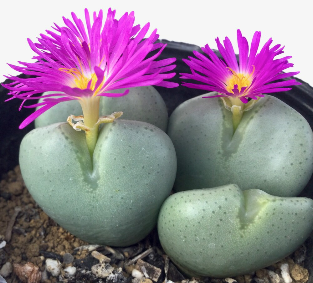 センペルビウム　バロネッセ センペルビウム バロネッセ【抜き苗】多肉植物 - メルカリ