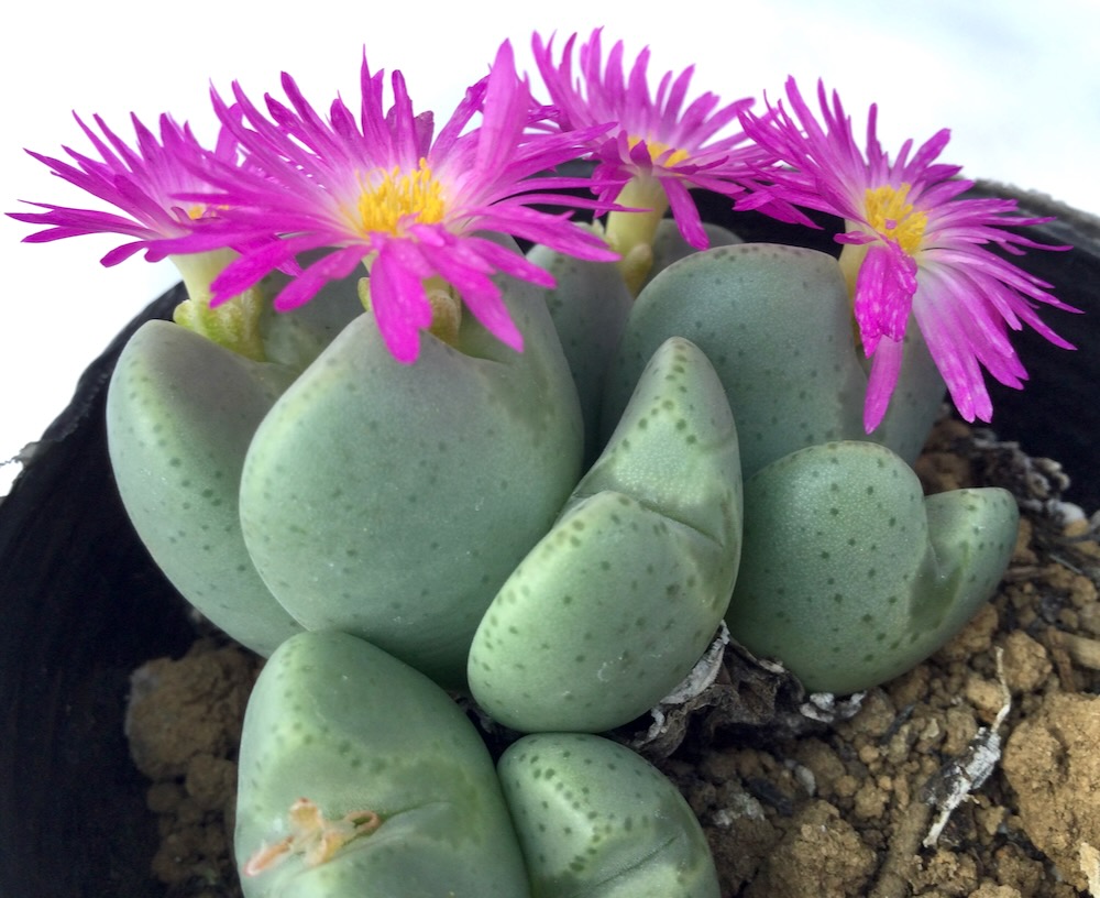 楽天市場】caコピアポア モンタナ 9cmポット サボテン コーデックス