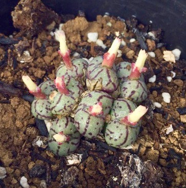 楽天市場】多肉植物 onセンペルビウム グローイングアンバーズ 9cm