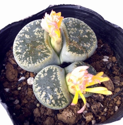 楽天市場】青磁玉（セイジギョク）リトープス属 多肉植物 9cmポット