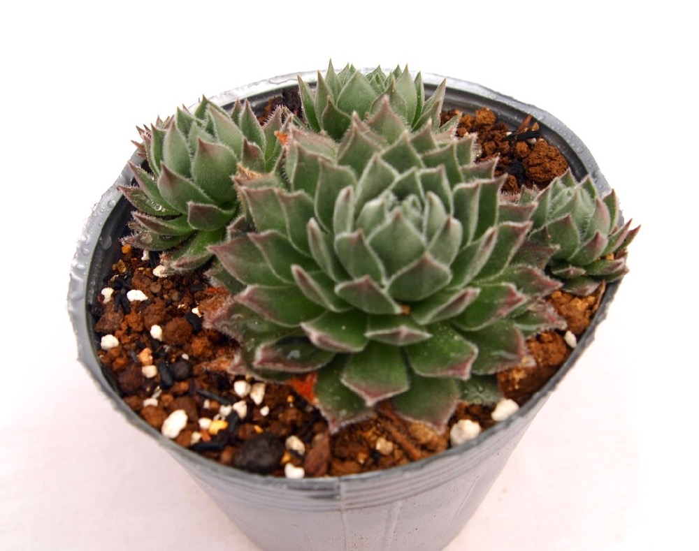 センペルビウム　ジャンヌダルク 楽天市場】【多肉植物】センペルビウム 'ジャンヌダルク'(9cmポット