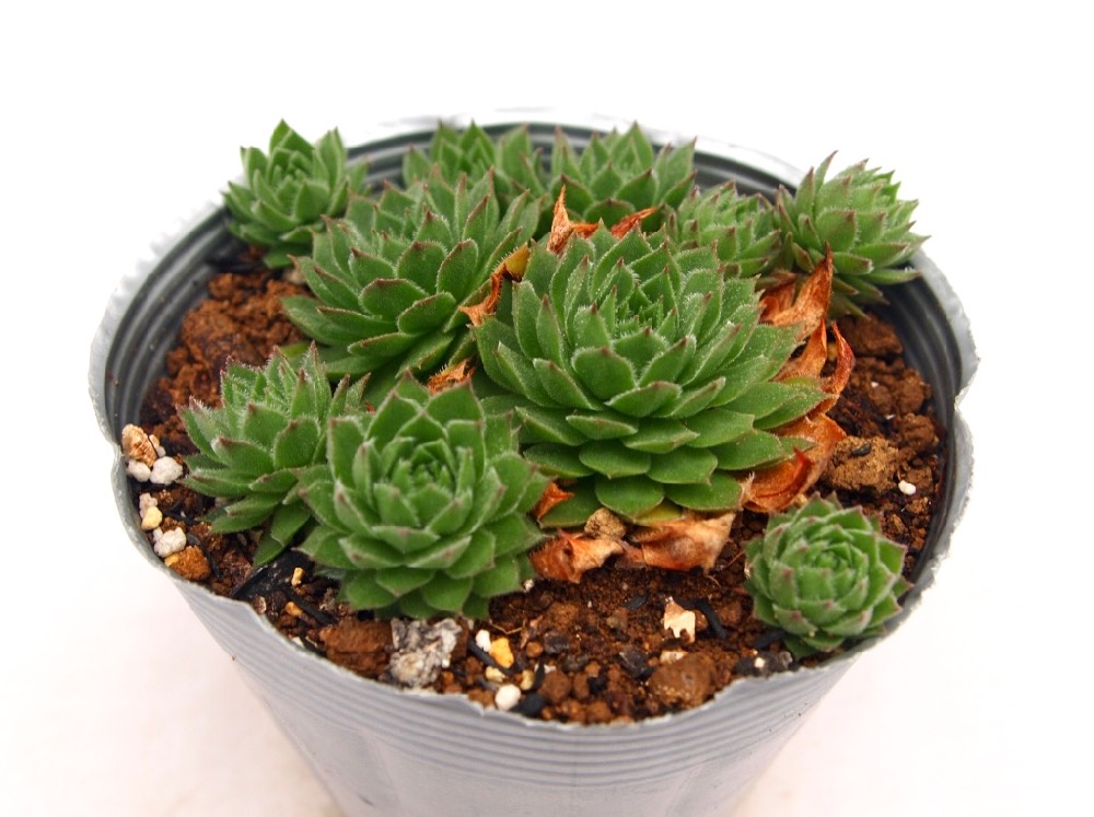 楽天市場】シルベリウム センペルビウム属 多肉植物 9cmポット