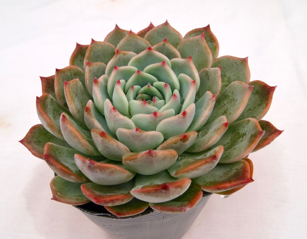 楽天市場】ソンヨウン【デラックス多肉】エケベリア属 多肉植物 10.5cm