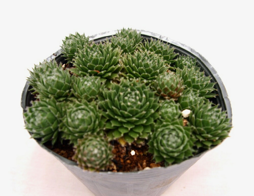 楽天市場】アラジン【デラックス多肉】 センペルビウム属 多肉植物