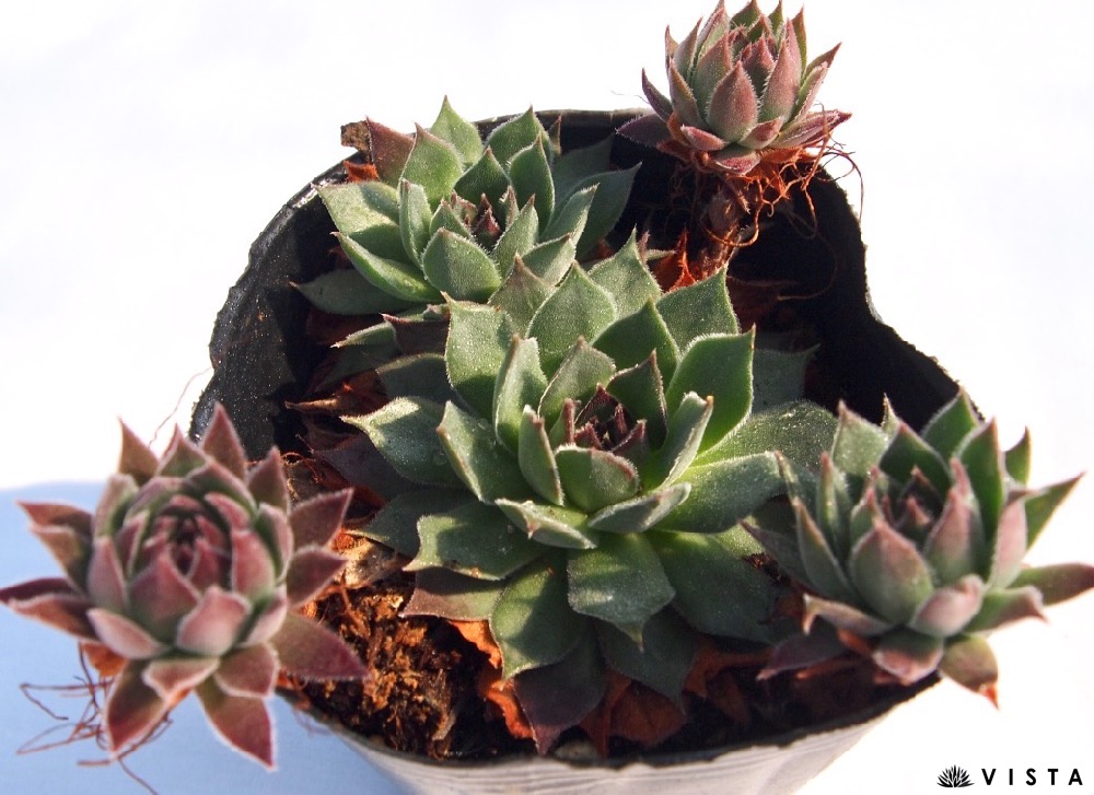 楽天市場】ウッチ センペルビウム属 多肉植物 9cmポット観葉植物