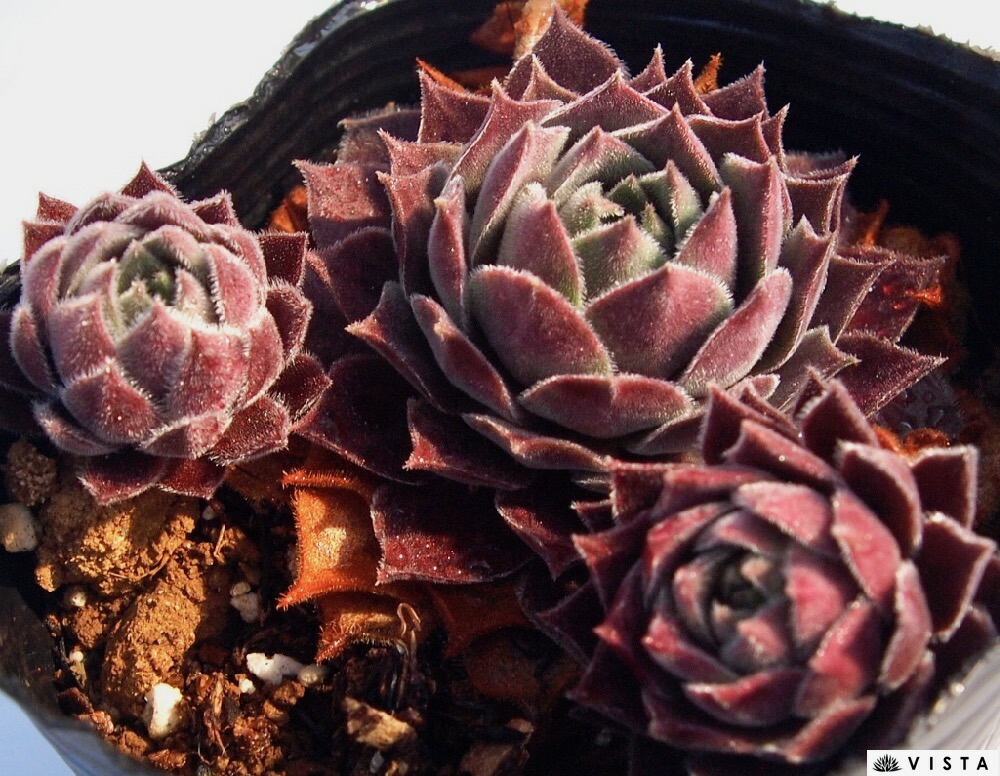 センペルビウム　錦翠花　キンスイカ 楽天市場】錦翠花（キンスイカ） センペルビウム属 多肉植物 9cmポット