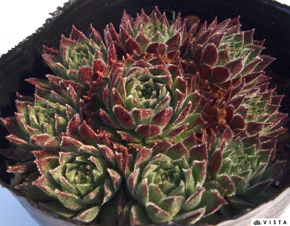 センペルビウム ☆Round Midnight（1点のみ） 【公式通販】