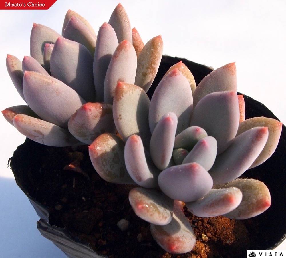 楽天市場】コンパクツム パキフィツム属 多肉植物 9cmポット観葉
