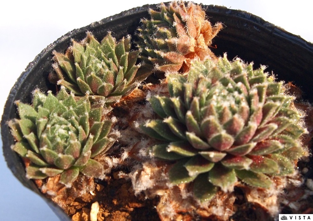 多肉 センペル ブルームーン 送料込み 送料無料 多肉植物 ブルームーン 抜き苗