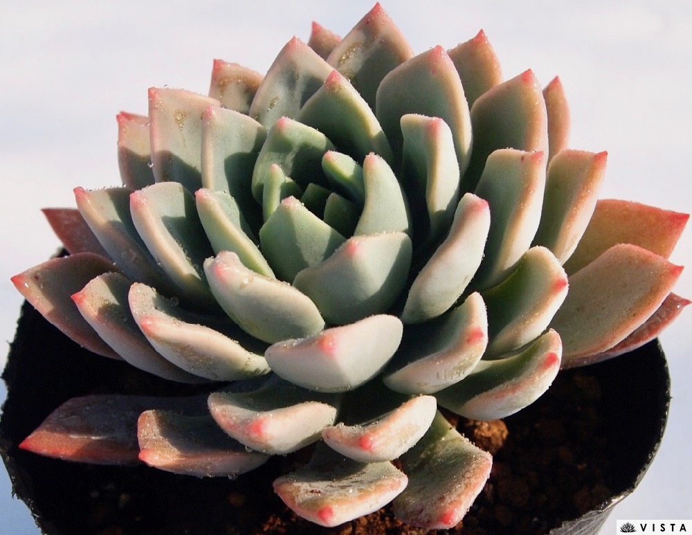 楽天市場】レボリューション エケベリア属 多肉植物 9cmポット