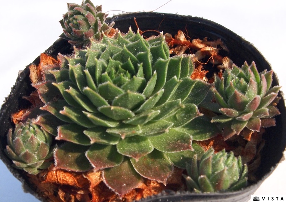 楽天市場】アラジン【デラックス多肉】 センペルビウム属 多肉植物