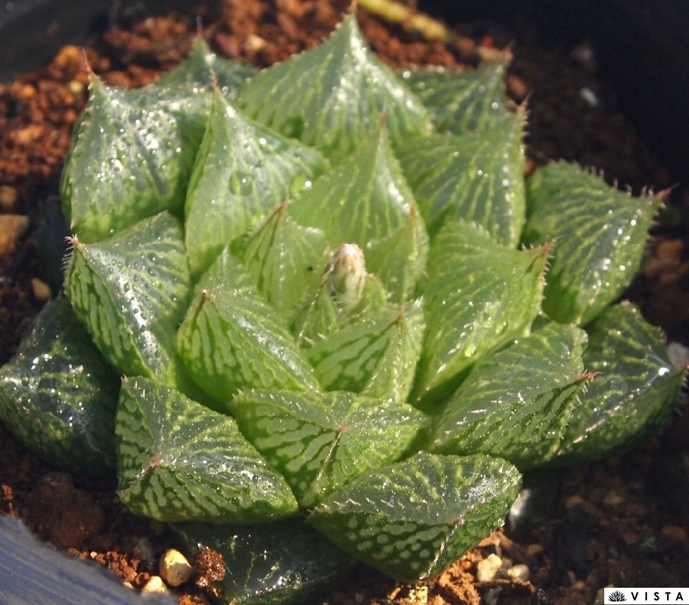 楽天市場】王蟲（オーム）【デラックス多肉】ハオルチア属 【ジュエル