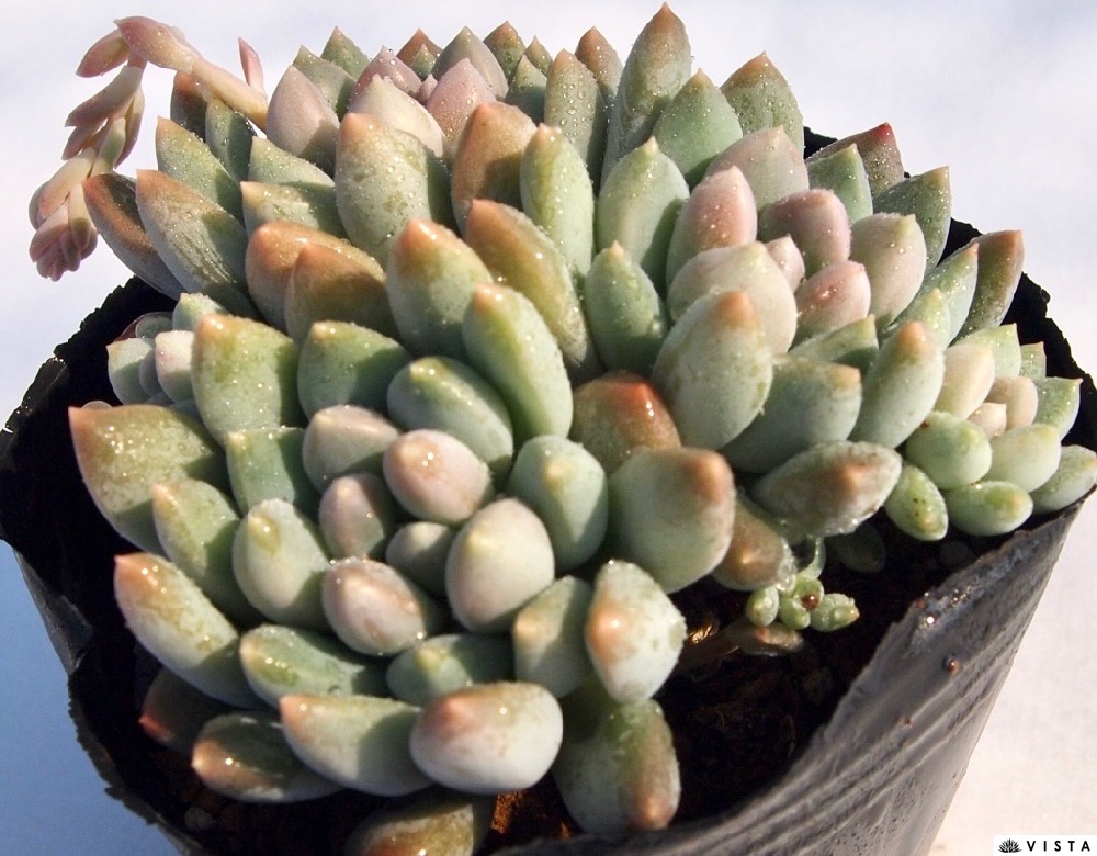 楽天市場】桃美人（モモビジン）パキフィツム属 多肉植物 9cm