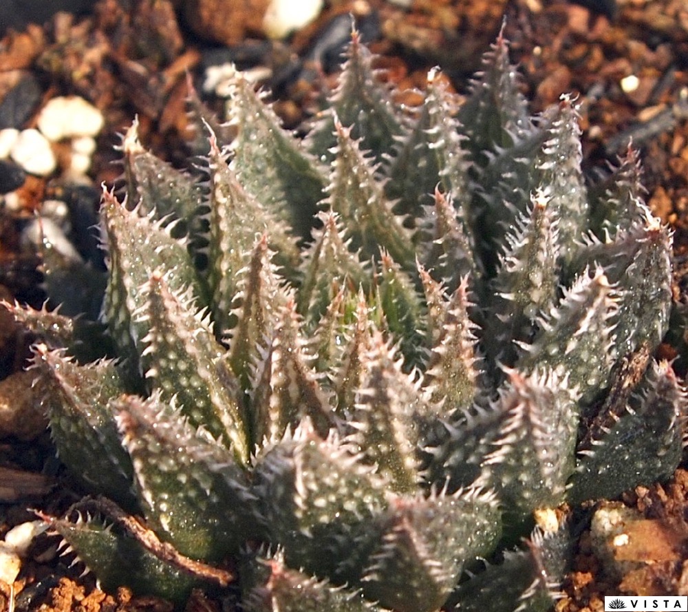 楽天市場】翠嵐（スイラン）ハオルチア属 多肉植物 9cmポット 観葉植物 雑貨 おすすめ インテリア 暮らし ハオルシア haworthia サボテン  植物 : 多肉植物専門店 ビスタ