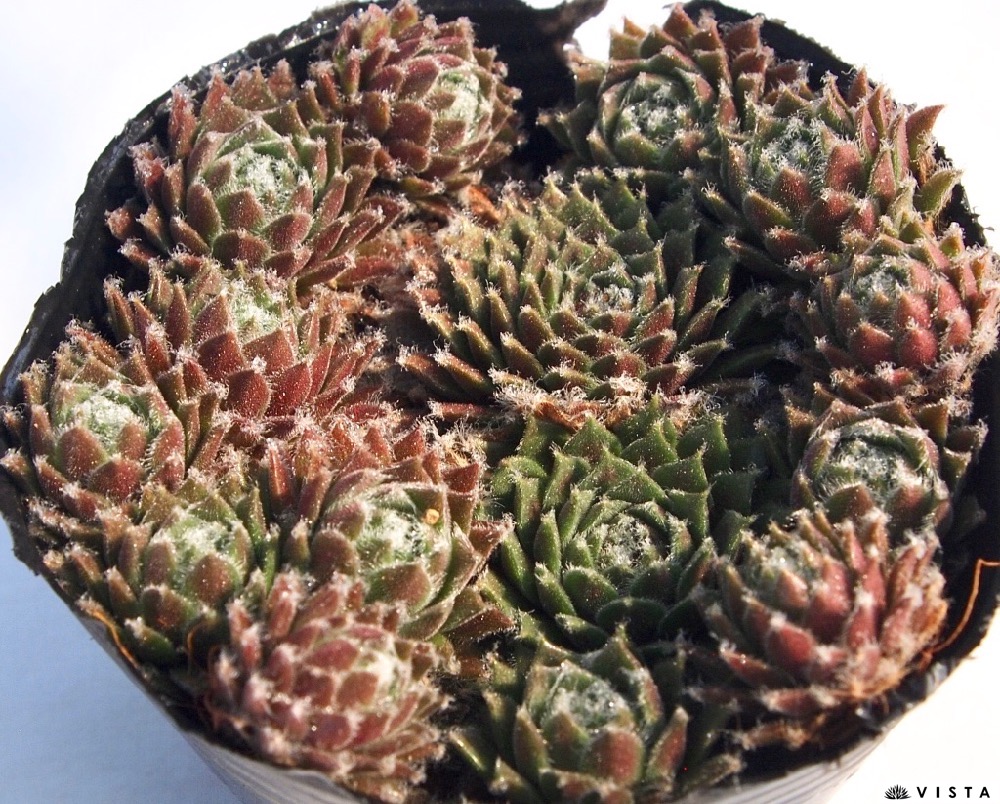 楽天市場】No ID（ノーアイディー） センペルビウム属 多肉植物