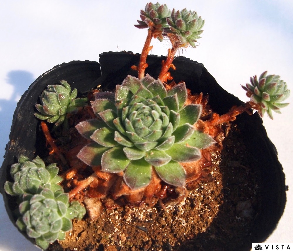 センペルビウム　ノーアイディー 楽天市場】No ID（ノーアイディー） センペルビウム属 多肉植物 9cm