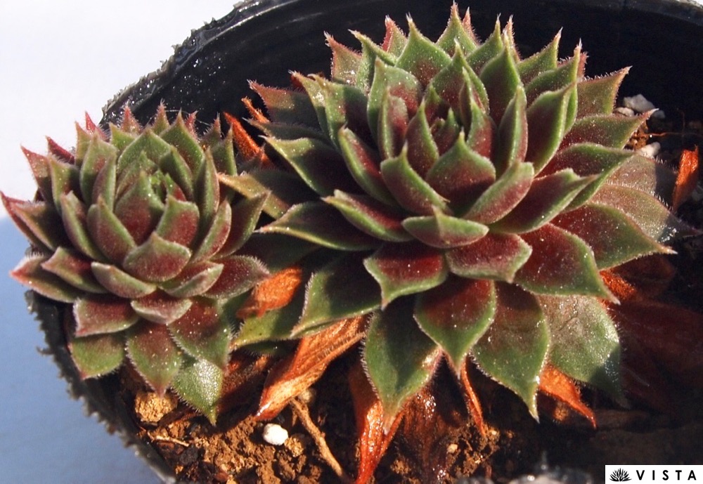 楽天市場】シャーリージョイ センペルビウム属 多肉植物 9cmポット観葉