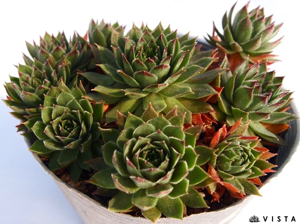 楽天市場】モンタナム【デラックス多肉】センペルビウム属 多肉植物