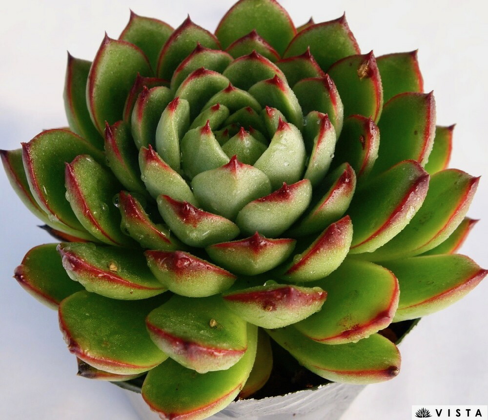 楽天市場】ブルームーン【デラックス多肉】センペルビウム属 多肉植物