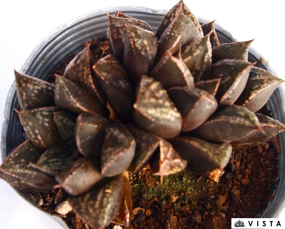 楽天市場】氷河（ヒョウガ）【デラックス多肉】 ハオルチア属