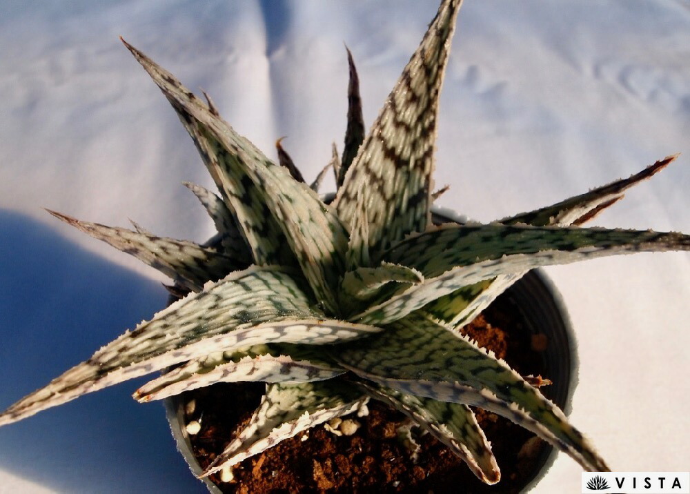 送料無料　アロエ　20年以上の親株　古株　多肉植物 送料無料 アロエ 20年以上の親株 古株 多肉植物 無農薬