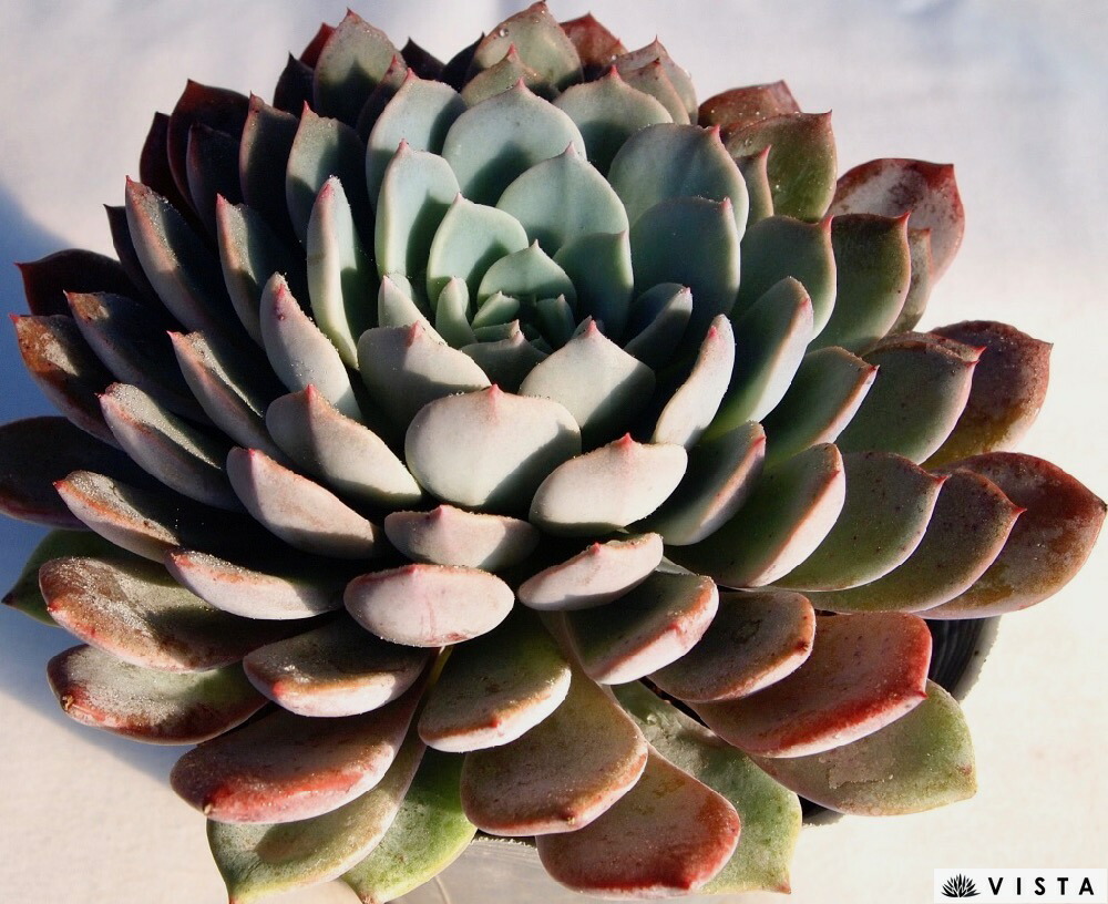 楽天市場】ブルームーン【デラックス多肉】センペルビウム属 多肉植物