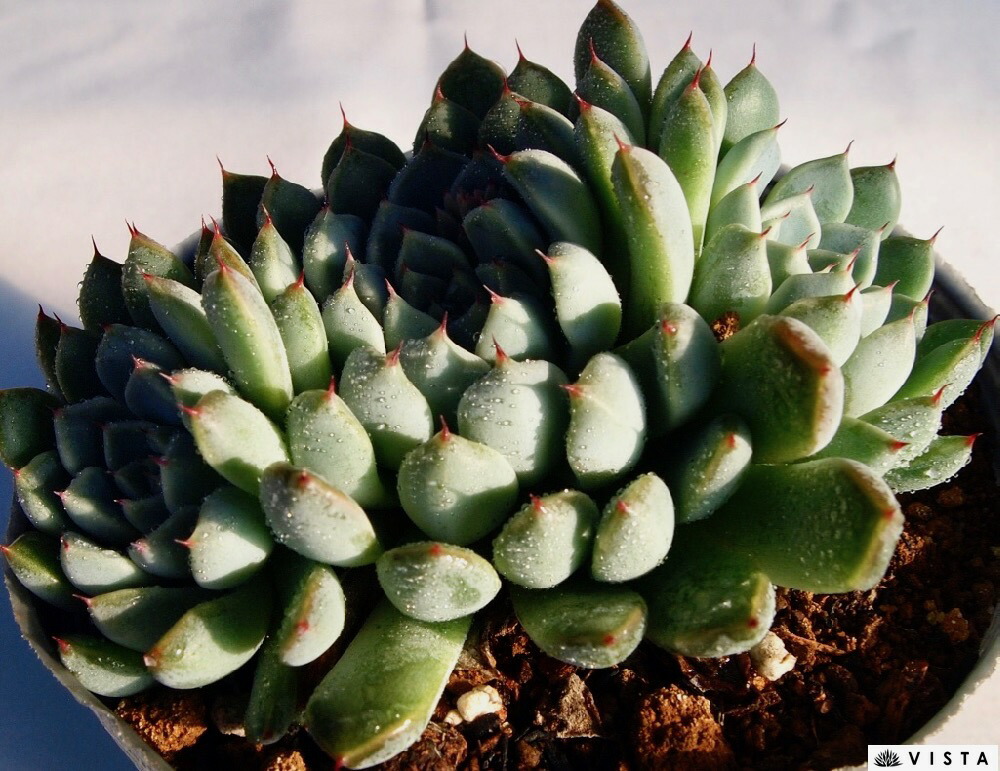 楽天市場】ブルームーン【デラックス多肉】センペルビウム属 多肉植物