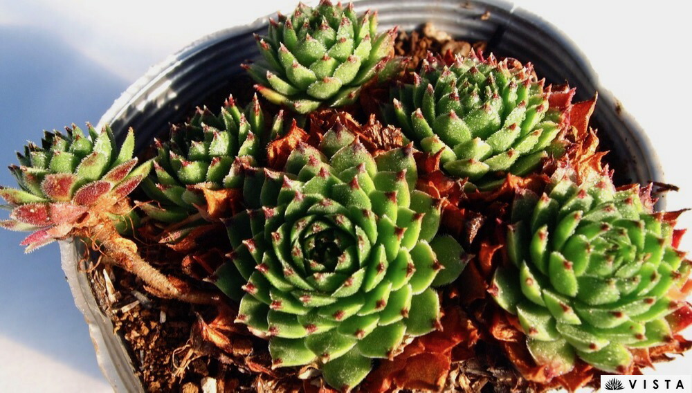 楽天市場】シルバータウ センペルビウム属 多肉植物 9cmポット観葉植物