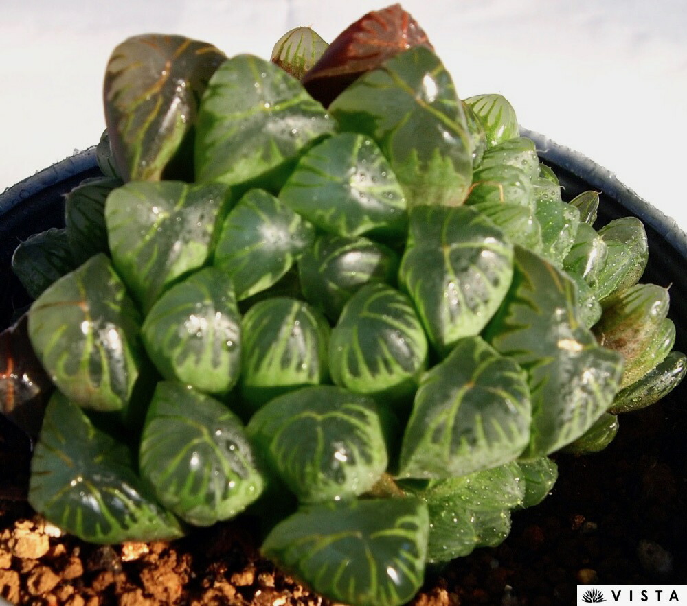 楽天市場】王蟲（オーム）【デラックス多肉】ハオルチア属 【ジュエル