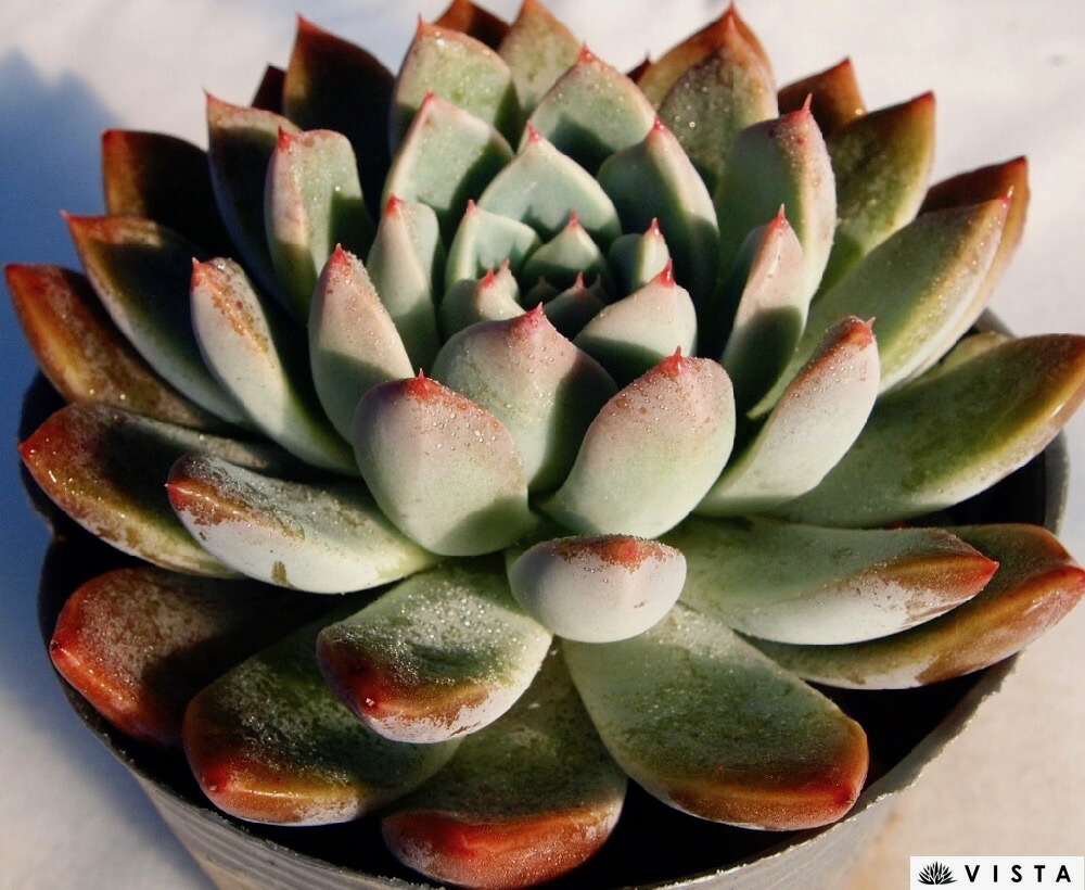 楽天市場】雪影（ユキカゲ）【デラックス多肉】エケベリア属 多肉植物