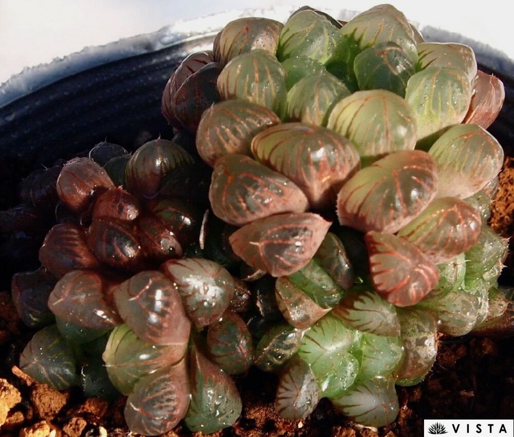 楽天市場】王蟲（オーム）【デラックス多肉】ハオルチア属【ジュエル