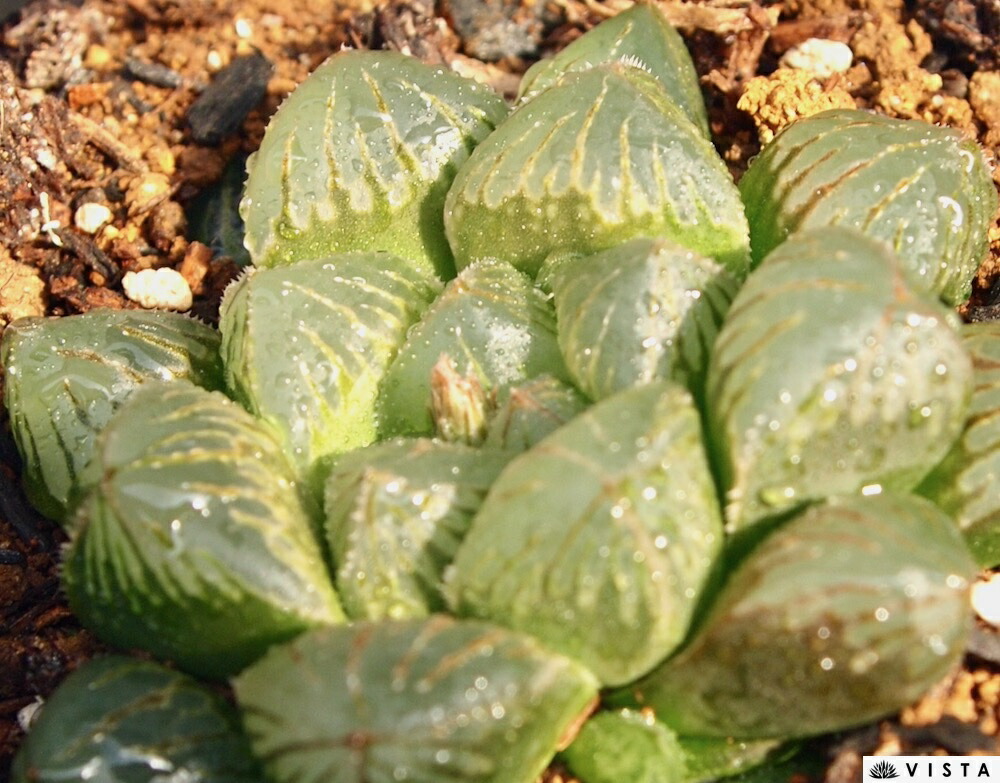 楽天市場】王蟲（オーム）【デラックス多肉】ハオルチア属 【ジュエル