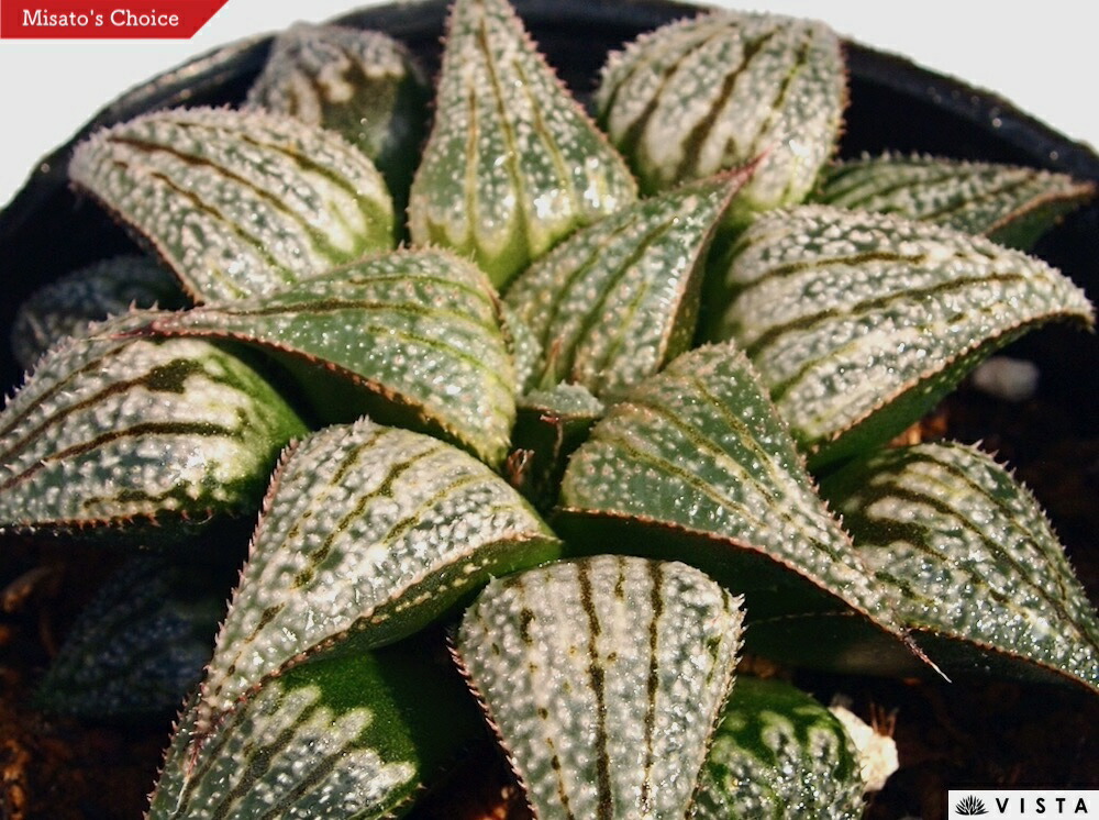 ハオルチア　王蟲 楽天市場】王蟲（オーム） ハオルチア属 【ジュエルプランツ