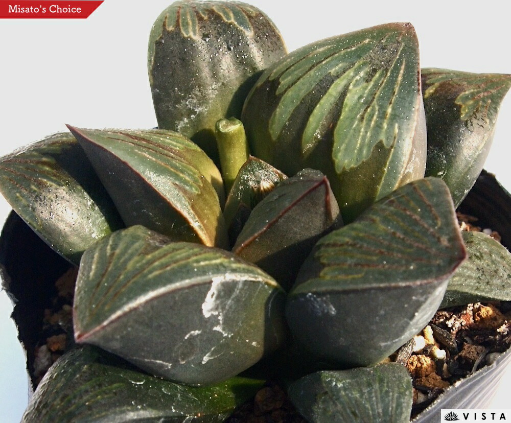 楽天市場】王蟲（オーム）【デラックス多肉】ハオルチア属