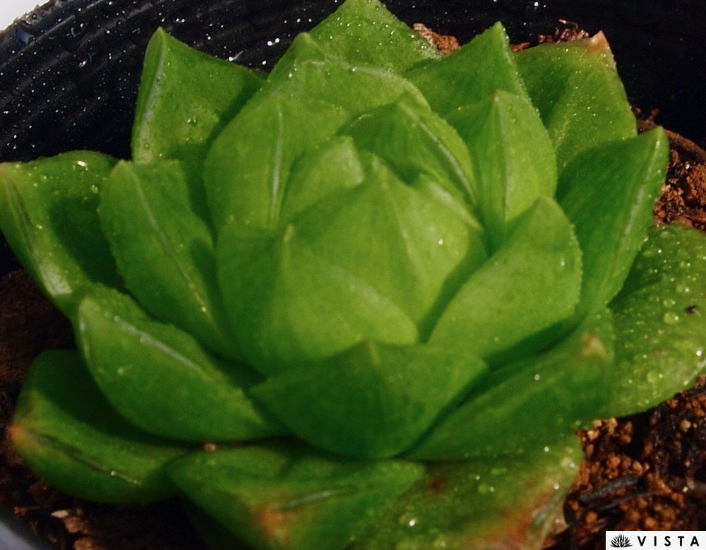 多肉植物パキフィツム　シンデレラ　抜き苗 農園直売 多肉植物 寄せ植え エケベリア属 シンデレラ（群）抜き