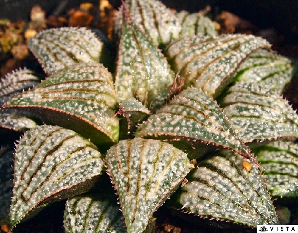 （≧∇≦）多肉植物 ハオルチア バディア×大型アトロフスカ 特大株 大型アトロフスカXバディアジュエルプランツ ハオルチア