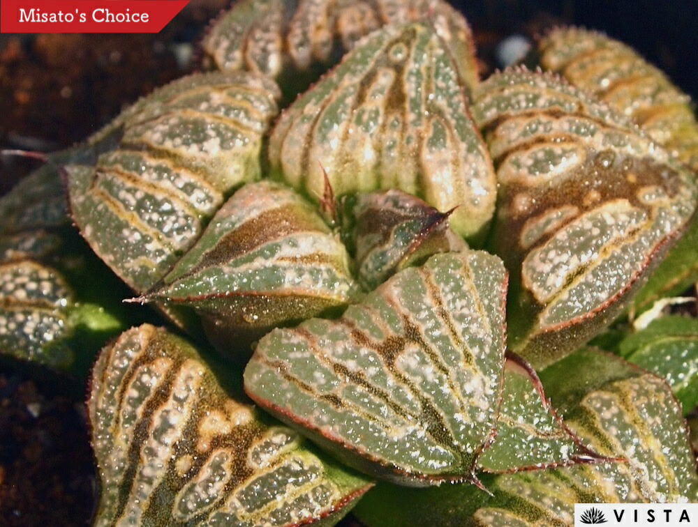 楽天市場】【現品・現物】サボテン・夜の女王 (よるのじょうおう