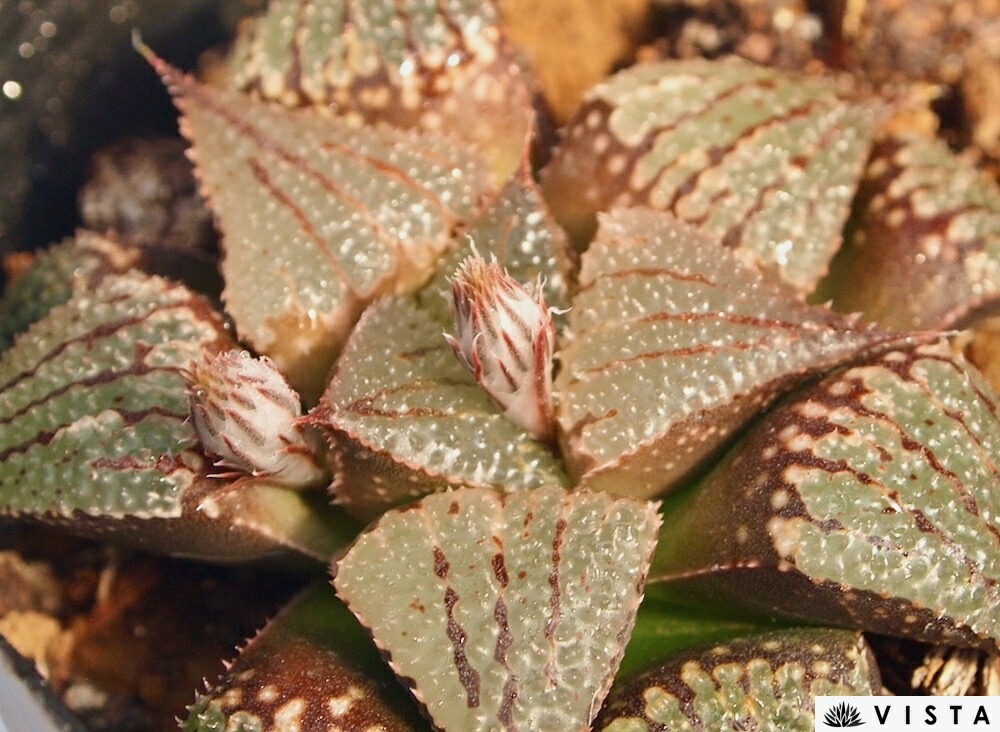 （≧∇≦）多肉植物 ハオルチア バディア×大型アトロフスカ 特大株 大型アトロフスカXバディアジュエルプランツ ハオルチア