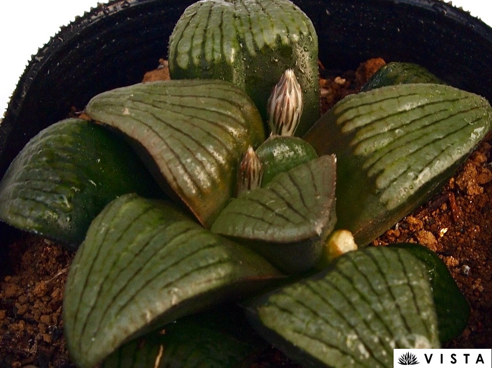 楽天市場】【現品・現物】サボテン・夜の女王 (よるのじょうおう