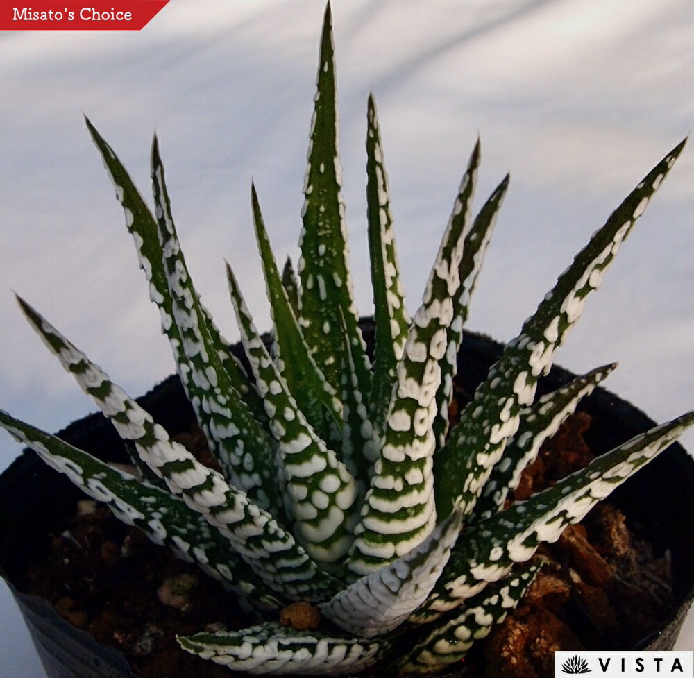 21c ハオルチア　多肉植物　南亜の星錦　自家繁殖 21c ハオルチア 多肉植物 南亜の星錦 自家繁殖 21c ハオルチア 多肉植物 南