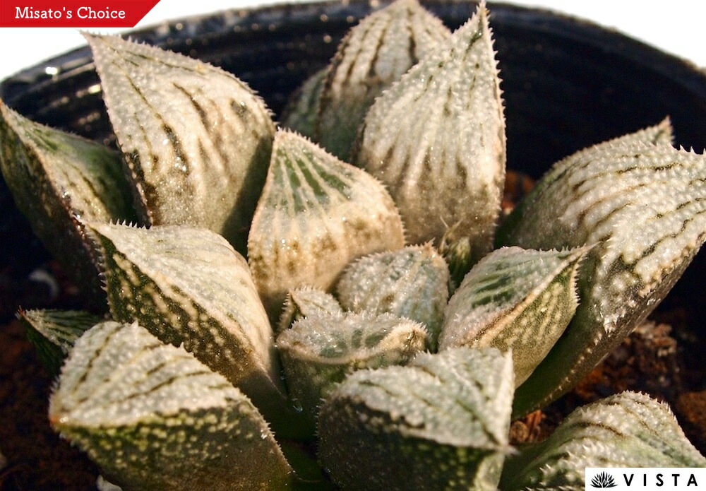 楽天市場】【現品・現物】サボテン・夜の女王 (よるのじょうおう