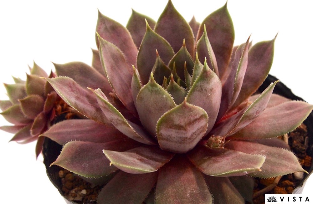 多肉 センペルAppleBlossom 【公式通販】